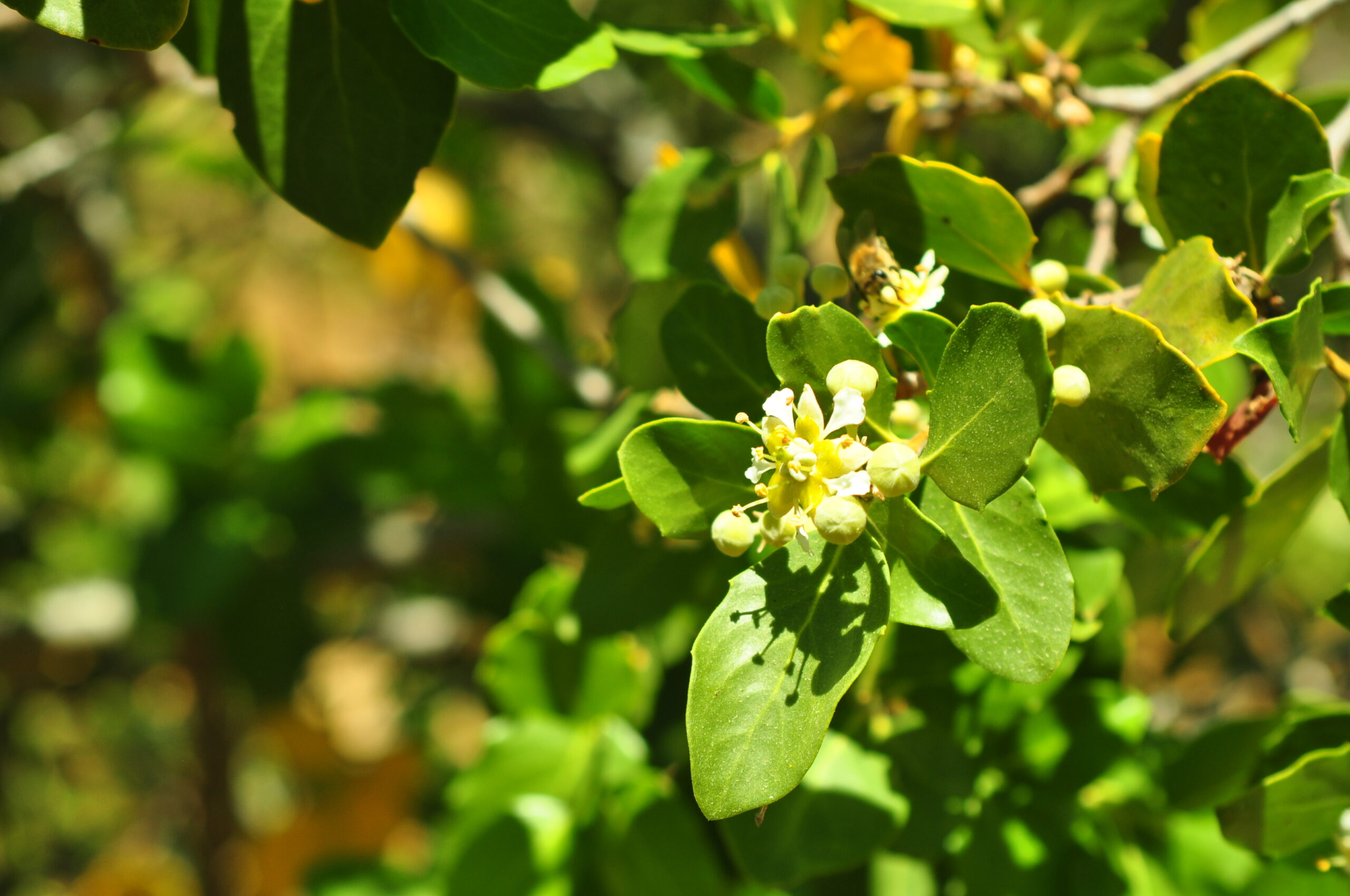 Científicos chilenos crean producto natural para eliminar la neblina ácida en la minería