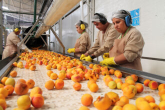 Aconcagua Foods busca más de 2 mil trabajadores para sus operaciones en Buin y alrededores