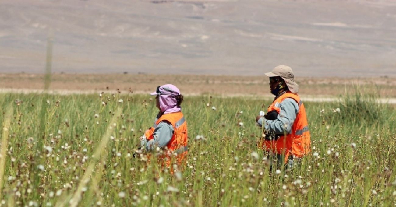 Ausenco: Contribuyendo con el conocimiento a la sostenibilidad en salares de alta sensibilidad ecológica y social