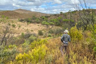 España: Emerita Resources descubre nuevos yacimientos de Gossan ricos en oro y plata en su proyecto Nuevo Tintillo