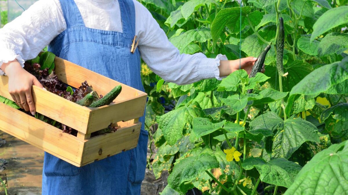 Indap busca trabajadores y ofrece sueldos que superan los $2 millones: Conoce los cargos disponibles