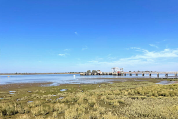 Un estudio propone que las Restauraciones Ecológicas de Marismas Costeras se realicen con Plantones de Hierba Salada