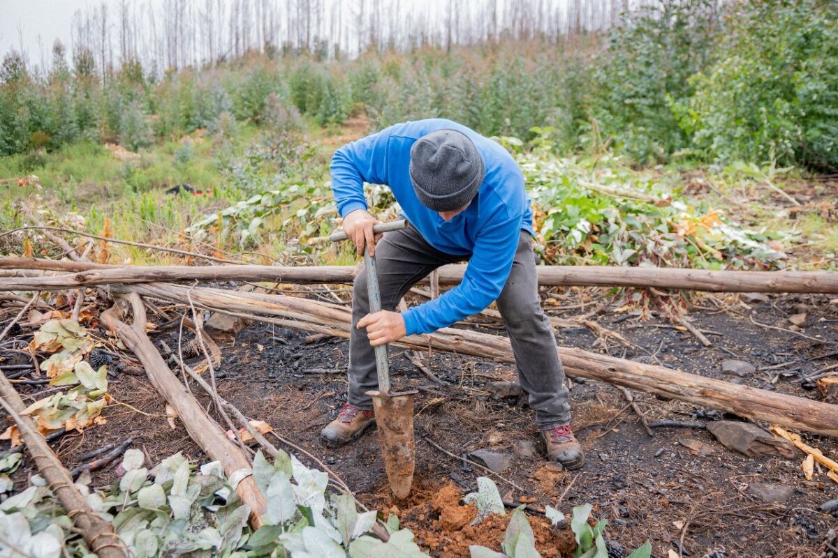 Comunidad de Penco lidera plantación de 1.800 especies nativas para restaurar hábitat tras incendios