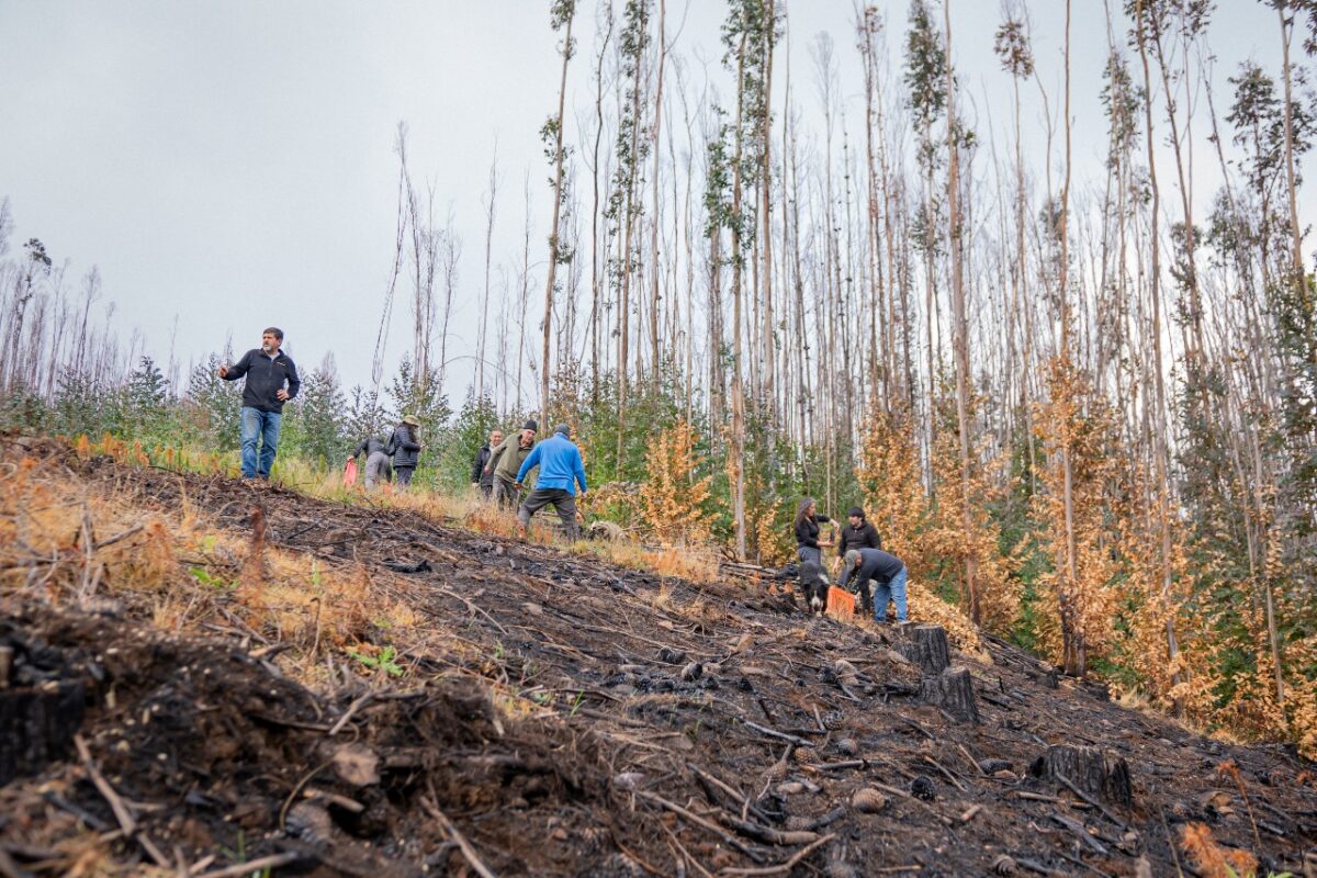 Comunidad de Penco lidera plantación de 1.800 especies nativas para restaurar hábitat tras incendios