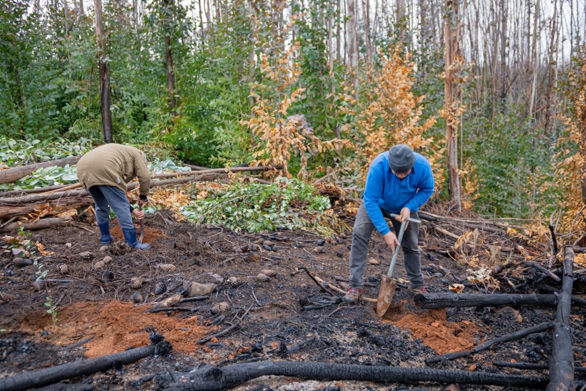 Comunidad de Penco lidera plantación de 1.800 especies nativas para restaurar hábitat tras incendios