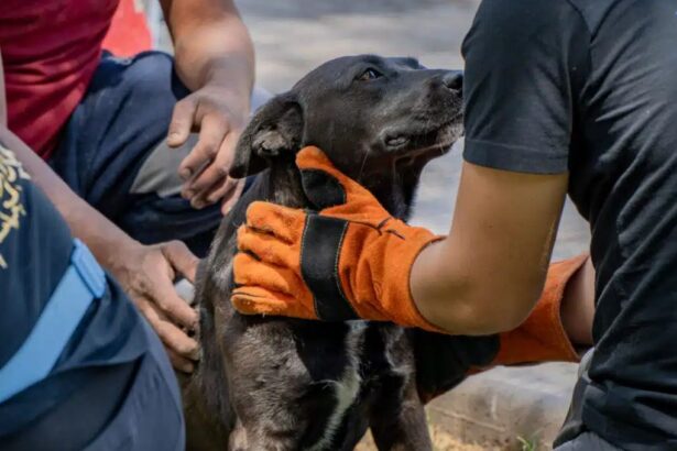 “Mascotas saludables”: 200 animales comunitarios recibirán atención veterinaria en María Elena