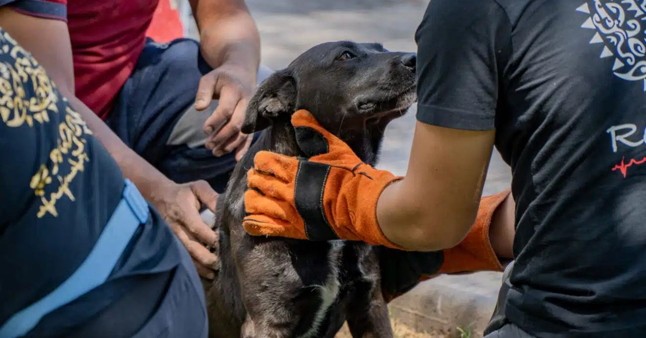 “Mascotas saludables”: 200 animales comunitarios recibirán atención veterinaria en María Elena