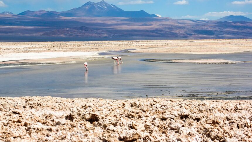 “El salar de Atacama es un condenado a muerte”: Atacameños presentan demanda por hundimiento del ecosistema