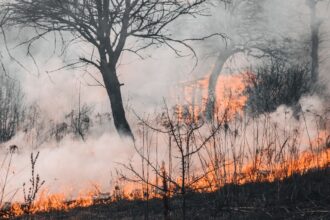 Conaf y Codelco unen fuerzas usando IA y cámaras HD para prevenir incendios forestales en O’Higgins y Metropolitana