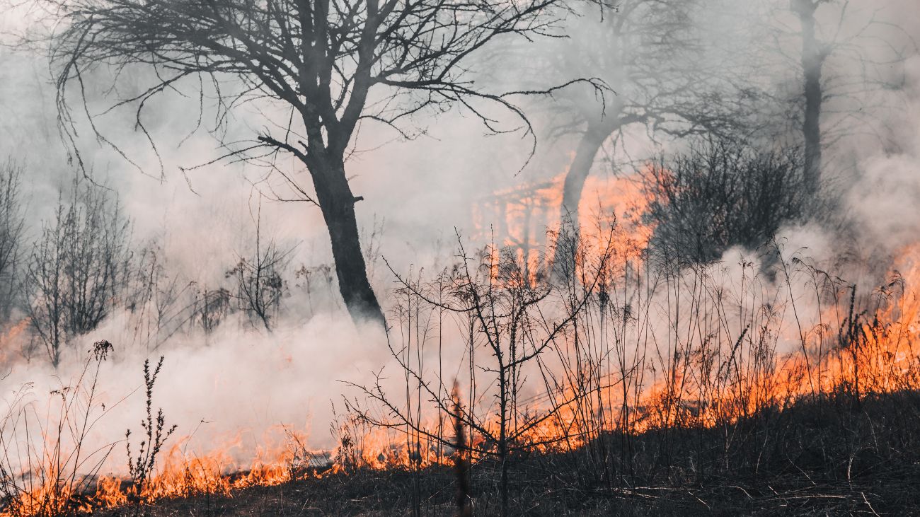 Conaf y Codelco unen fuerzas usando IA y cámaras HD para prevenir incendios forestales en O’Higgins y Metropolitana