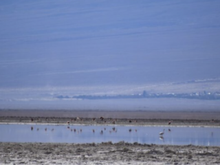 Denuncian impacto ambiental en áreas de SQM y Albemarle en Atacama.