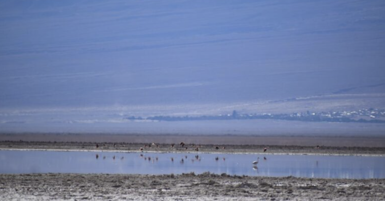 Denuncian impacto ambiental en áreas de SQM y Albemarle en Atacama.